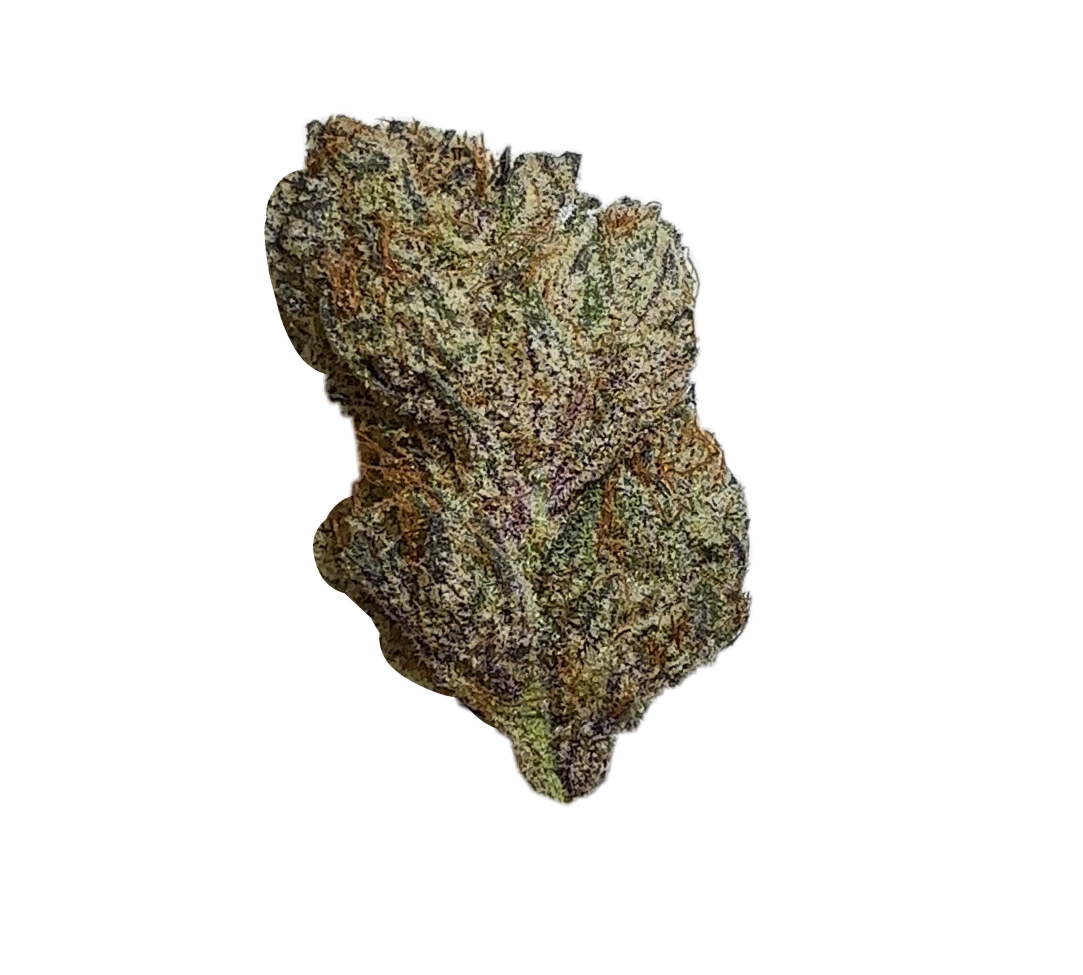 French Lotus (Hybrid)