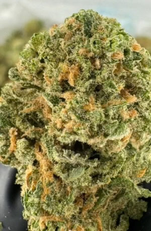 Tropical Summer (Sativa)